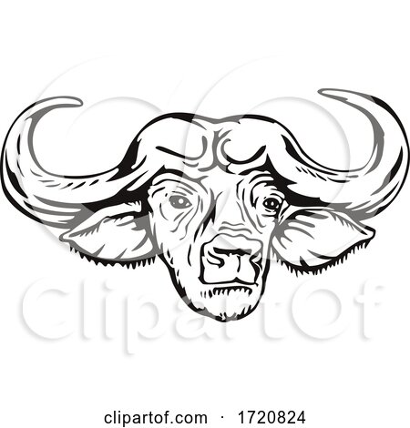 Head of Cape Buffalo or African Buffalo Syncerus Caffer Front View Retro Woodcut Black and White by patrimonio