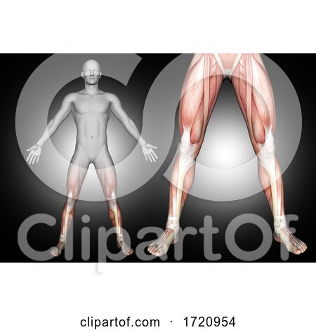 3D Male Medical Figure with Lower Leg Muscles Highlighted by KJ Pargeter