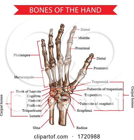 Bones of the Hand by Vector Tradition SM