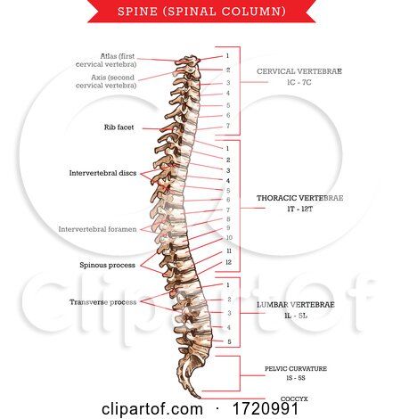 Anatomy of the Spine by Vector Tradition SM