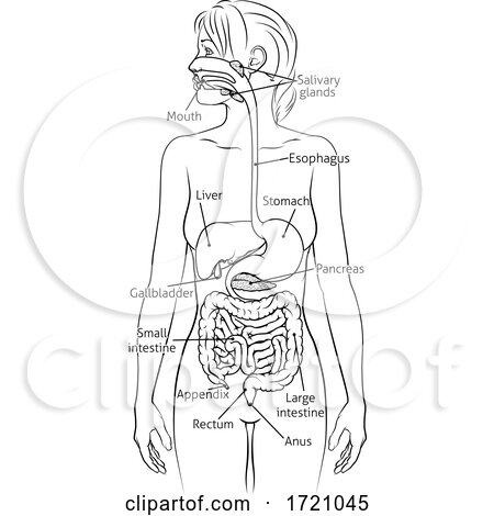 Human Digestive System Woman Anatomy Diagram by AtStockIllustration