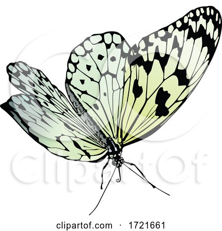 Gradient Butterfly by dero