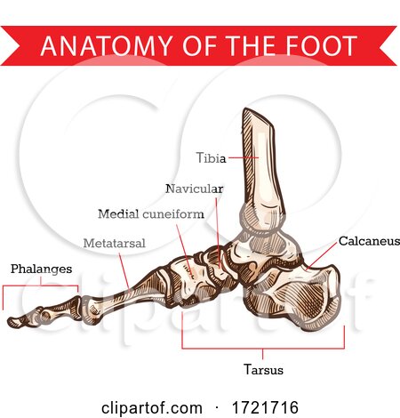 Anatomy of the Foot by Vector Tradition SM