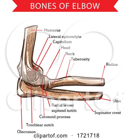 Anatomy of the Elbow by Vector Tradition SM