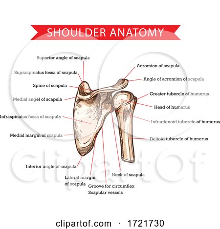 Anatomy of the Shoulder by Vector Tradition SM