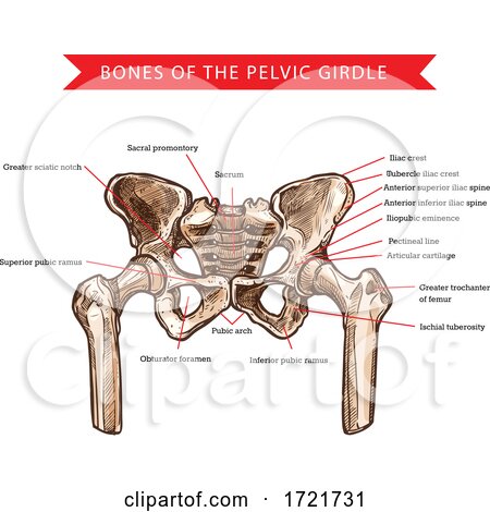Anatomy of the Pelvis by Vector Tradition SM