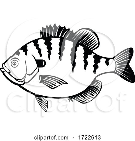 Bluegill Bream Brim Sunny or Copper Nose Fish Side View Retro Black and White by patrimonio