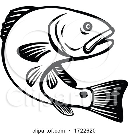 Red Drum Redfish Channel Bass Puppy Drum or Spottail Bass Jumping up Black and White Retro by patrimonio