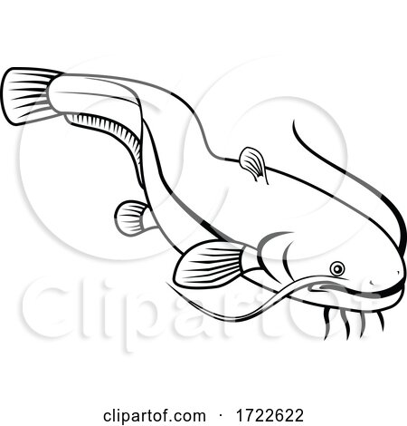 Sheatfish or Wels Catfish Swimming down Retro Black and White by patrimonio
