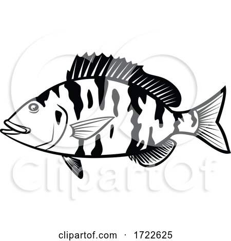 Pigfish Orthopristis Chrysoptera or Piggy Perch Side View Cartoon Black and White by patrimonio