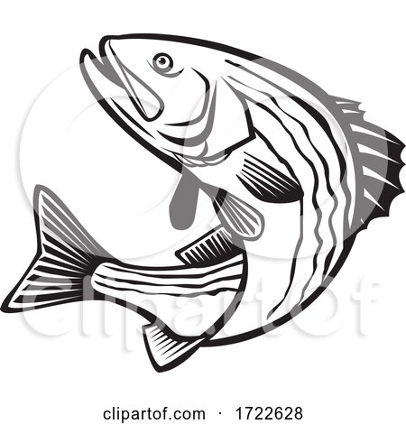 Striped Bass Morone Saxatilis, Atlantic Striped Bass Striper Linesider or Rockfish Jumping up Retro Black and White by patrimonio
