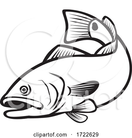 Spottail Bass Red Drum Redfish Channel Bass or Puppy Drum Jumping down Black and White Retro by patrimonio