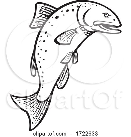 Chinook Salmon Oncorhynchus Tshawytscha King Salmon or Quinnat Salmon Jumping up Cartoon Black and White by patrimonio