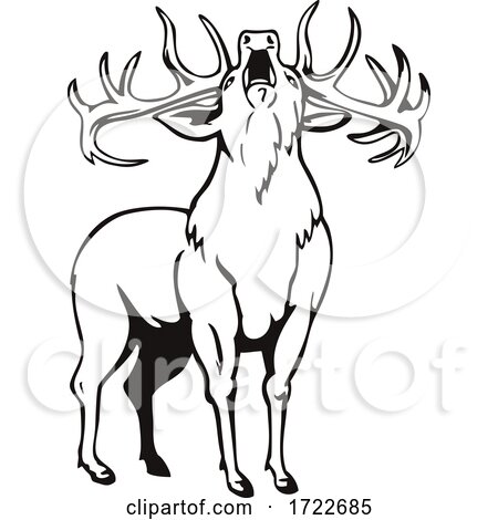 Red Deer Cervus Elaphus Roaring Viewed from Front Stencil Black and White Retro by patrimonio