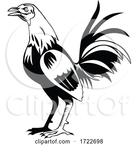 Rooster or Cockerel a Male Gallinaceous Bird Crowing Standing Side View Retro Black and White by patrimonio