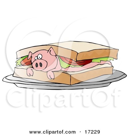 Confused Pink Pig Lying On Its Belly Under Lettuce And Tomato Between Slices Of White Bread On A Blt Sandwich Clipart Illustration by djart