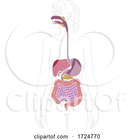 FREE! - Human Digestive System Cartoon Colouring Sheet | Twinkl