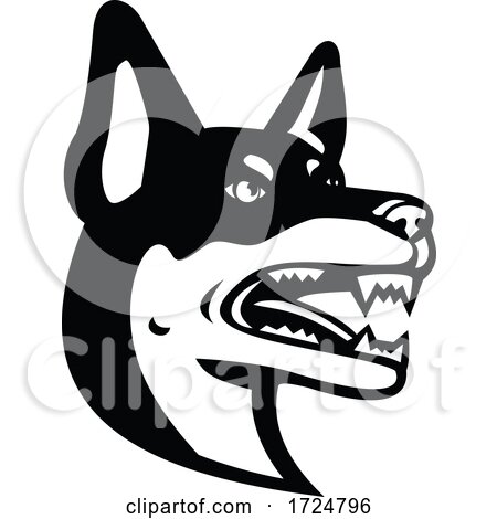 Head of Australian Kelpie Barb or Farmer Dog Mascot Black and White by patrimonio