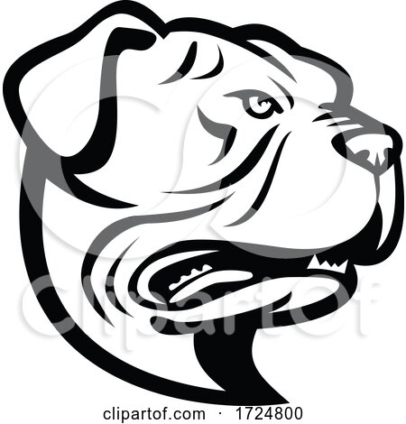 Head of Leavitt Bulldog or Old English Bulldog Side View Mascot Retro Black and White by patrimonio