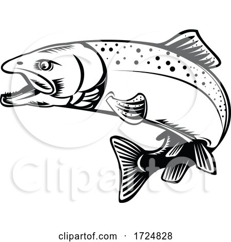 Chinook Salmon Oncorhynchus Tshawytscha Quinnat Salmon King Salmon or Chrome Hog Retro Woodcut Black and White by patrimonio