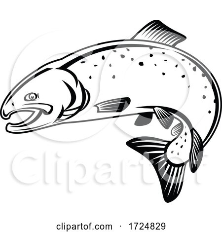Coho Salmon Oncorhynchus Kisutch Silver Salmon or Silvers Jumping up Retro Woodcut Black and White by patrimonio