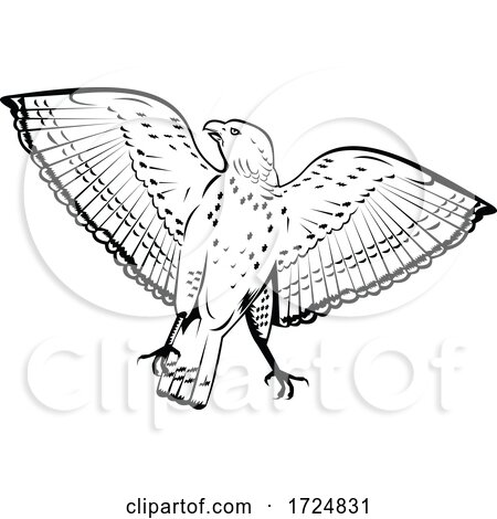 Broad Winged Hawk Flying Front View Retro Woodcut Black and White Style by patrimonio