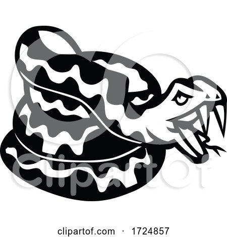 Aggressive Coiled Snake Viper or Python Mascot Retro Black and White by patrimonio