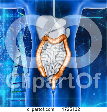 3D Male Medical Figure with Colon Highlighted by KJ Pargeter