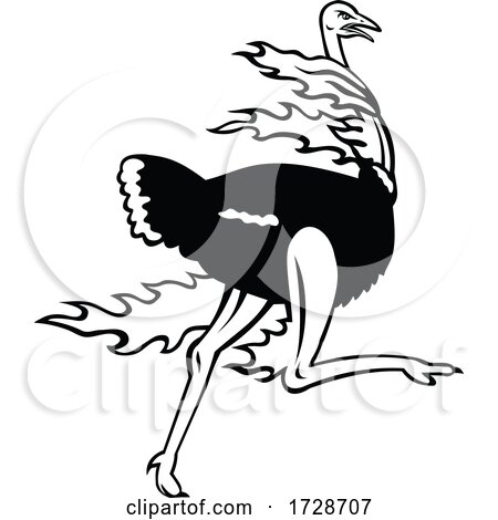 Common Ostrich Running While on Fire Viewed from Side Mascot Black and White by patrimonio