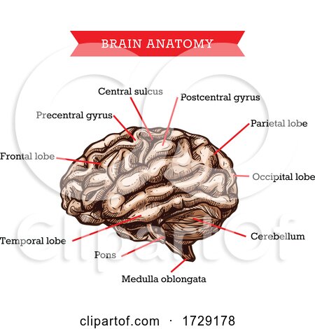 Anatomy of the Brain by Vector Tradition SM