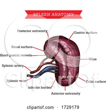 Anatomy of the Spleen by Vector Tradition SM
