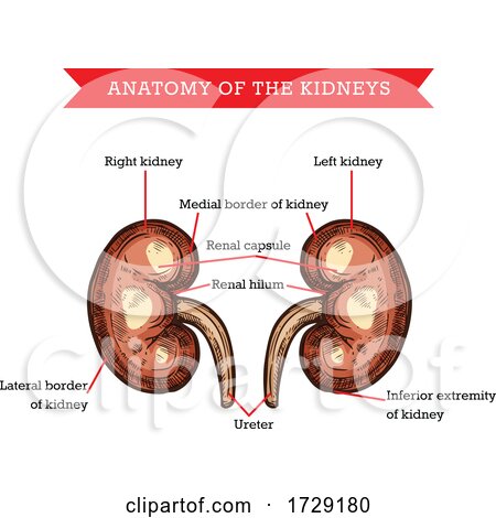 Anatomy of the Kidneys by Vector Tradition SM