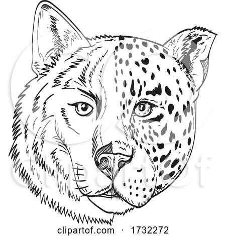 Head of Half Timber Wolf and Half Jaguar Panther or Leopard Drawing Black and White by patrimonio