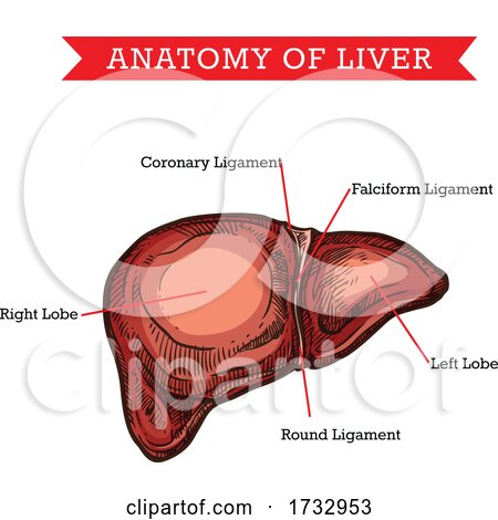 Anatomy of Liver by Vector Tradition SM