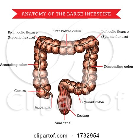 Anatomy of Large Intestine by Vector Tradition SM