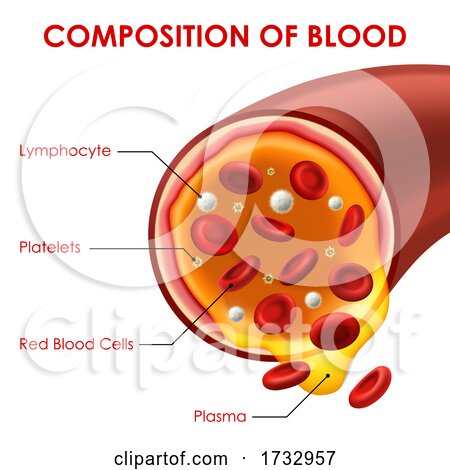 Composition of Blood by Vector Tradition SM