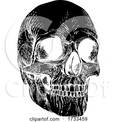 Skull Grim Reaper Vintage Woodcut Illustration by AtStockIllustration