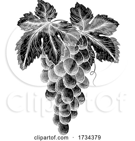 Bunch of Grapes on Vine with Leaves by AtStockIllustration