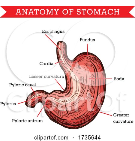 Anatomy of the Stomach by Vector Tradition SM