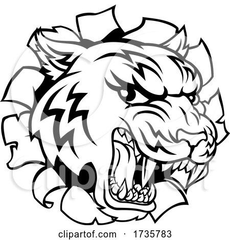 Black and White Tiger Mascot Head Breaking Through a Wall by AtStockIllustration