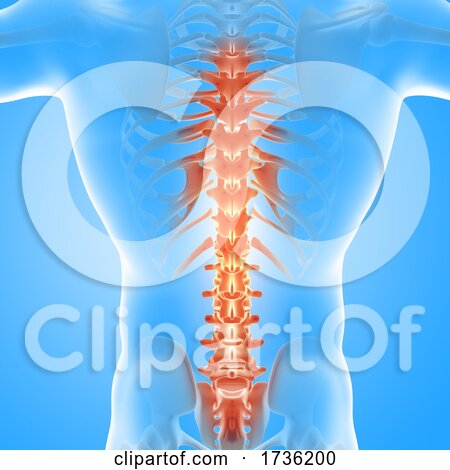 3D Male Medical Figure with Spine Highlighted by KJ Pargeter