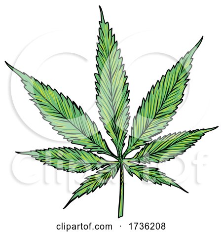 Cannabis Marijuana Pot Leaf by Domenico Condello