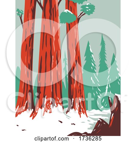 Redwood National and State Park During Winter with Coastal Redwoods Located Northern California WPA Poster Art by patrimonio