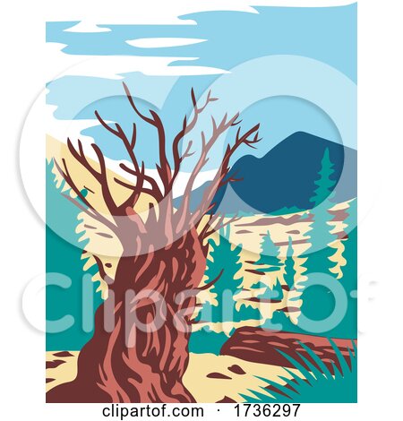 Prometheus Tree with Wheeler Peak in Nevada WPA Poster Art by patrimonio