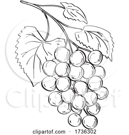 Fruit of Muscadine Grapes or Vitis Rotundifolia a Grapevine Species Line Art Drawing Black and White by patrimonio