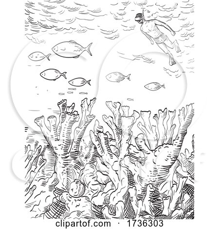 Snorkeler and Elkhorn Corals in Biscayne National Park Woodcut Black and White by patrimonio