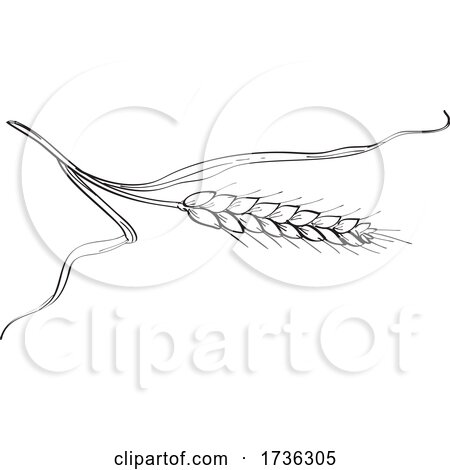Stalk of Belgian Wheat Line Art Drawing Black and White by patrimonio