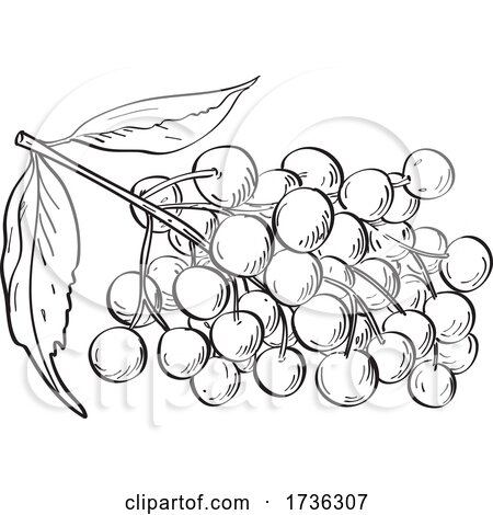 Fruit of Elder Elderberry or Sambucus Line Art Drawing Black and White by patrimonio