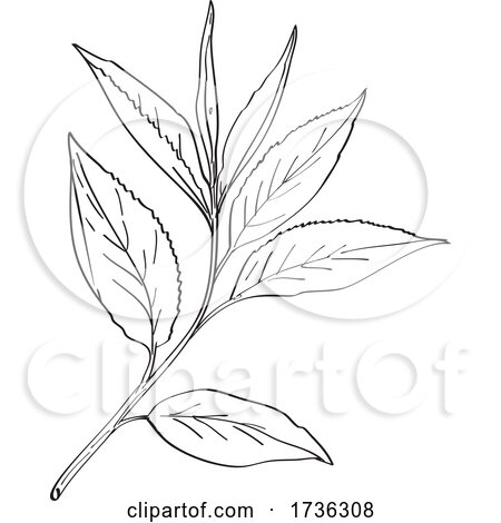 Green Tea Leaves Camellia Sinensis Line Art Drawing Black and White by patrimonio