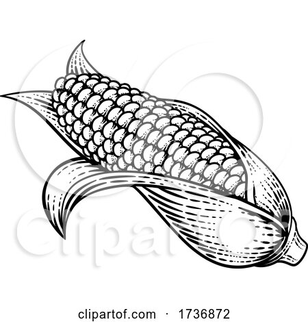 Corn Vegetable Vintage Woodcut Illustration by AtStockIllustration